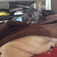 ツカル 会員画像