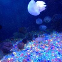ネテル。 会員画像