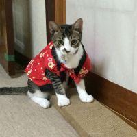 ぷくたろう 会員画像