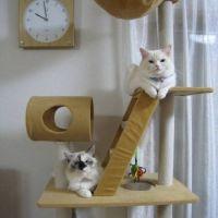 nyaomi0810 会員画像