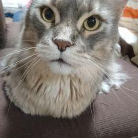 しまねこビビ 会員画像