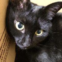 チビねこ 会員画像