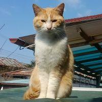 動物病院+café 会員画像