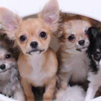 しほしほ 会員画像