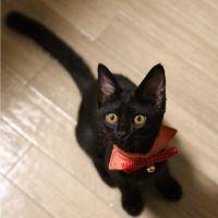 黒猫のパン屋さん 会員画像