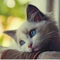 サットン 会員画像