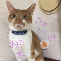 桃太20180206 会員画像