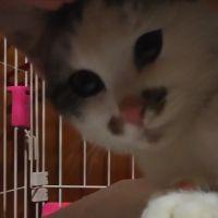 猫探し。 会員画像