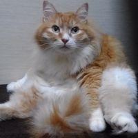 会員画像