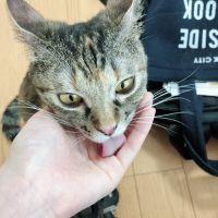 きいにゃん 会員画像