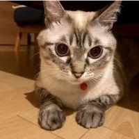 黒猫miko 会員画像