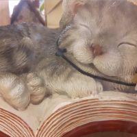 るじぇ 会員画像