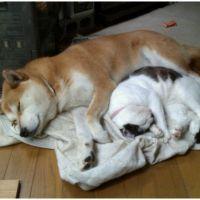 蝦夷猫 会員画像