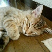 会員画像