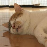 会員画像
