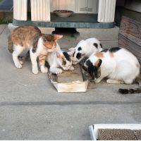 のんぶーちゃん 会員画像