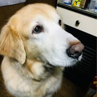 らむきち 会員画像