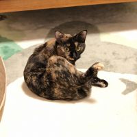 まなちゃん0501 会員画像