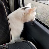 ねこおばさん!! 会員画像