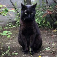 ハンノジ 会員画像