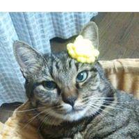 mittyan 会員画像