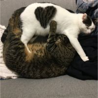 トラハート 会員画像