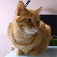 御Cat様 会員画像