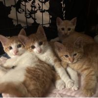 チームピコ22 会員画像