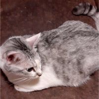 ミントキャンディさん