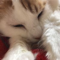 とらきちまま 会員画像