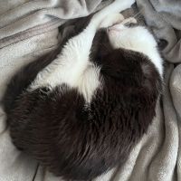 めいぽこさん