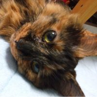 ハチにゃん 会員画像