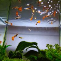 ふくこはるん 会員画像