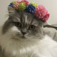 ピコラさん