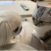 ぺえまる 会員画像