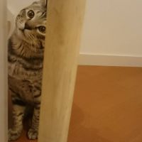 しょうぴさん