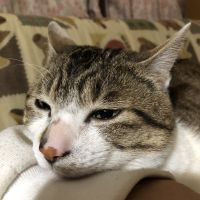 ぼんしゃんさん