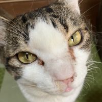 麝香さん