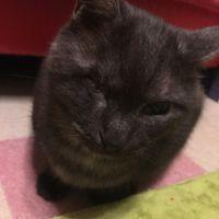 愛犬愛描家 会員画像