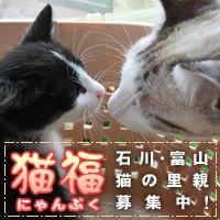 ふくちゃん（猫福ブログ）