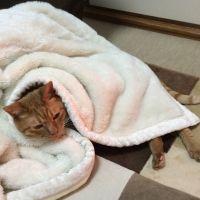 ニャー助け 会員画像