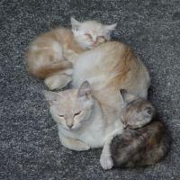 さつぴ 会員画像