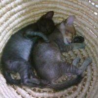 きゅーごま 会員画像