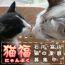 ふくちゃん（猫福ブログ）さん