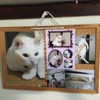 白猫アキ 会員画像