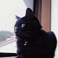 仮面ニャンダーBLACK 会員画像