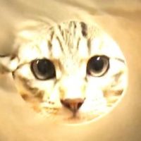 toshi_tg 会員画像