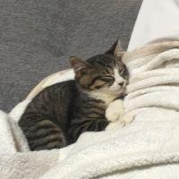 ぬこぬこ丸 会員画像