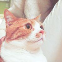 しろ〇 会員画像