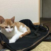 あーきゅれい 会員画像